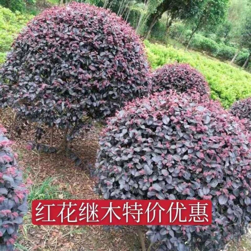 红花继木苗红叶石楠黄杨金叶女贞四季常青植物庭院别墅工程绿