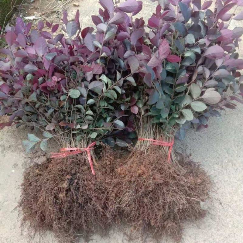 红花继木苗红叶石楠黄杨金叶女贞四季常青植物庭院别墅工程绿