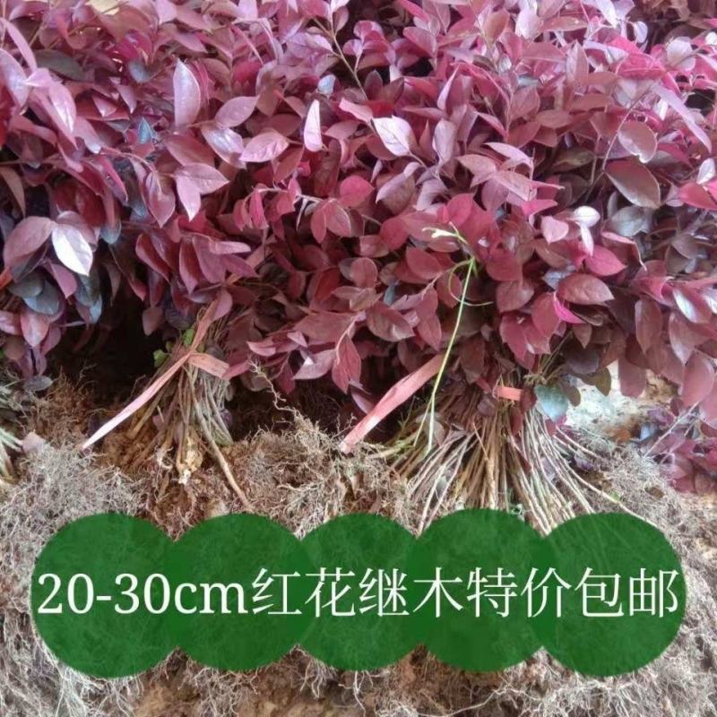 红花继木苗红叶石楠黄杨金叶女贞四季常青植物庭院别墅工程绿