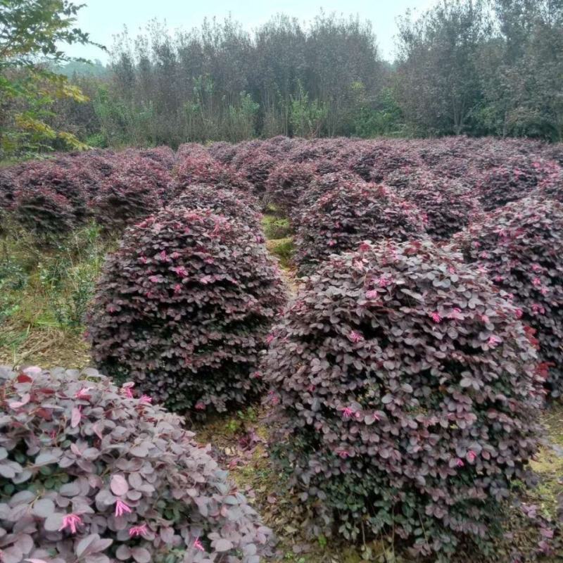 红花继木苗红叶石楠黄杨金叶女贞四季常青植物庭院别墅工程绿