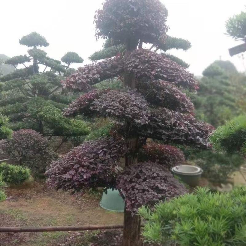红花继木苗红叶石楠黄杨金叶女贞四季常青植物庭院别墅工程绿