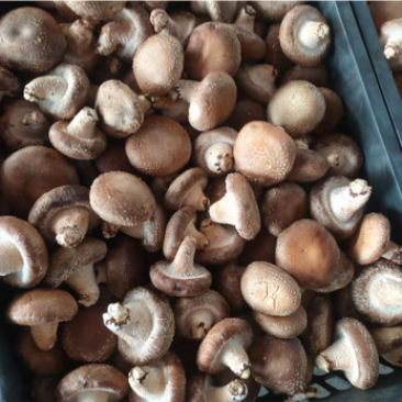 鲜香菇