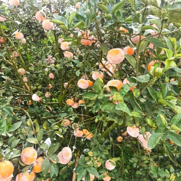 茂谷柑