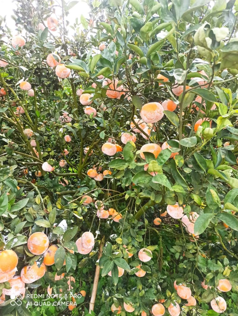 茂谷柑