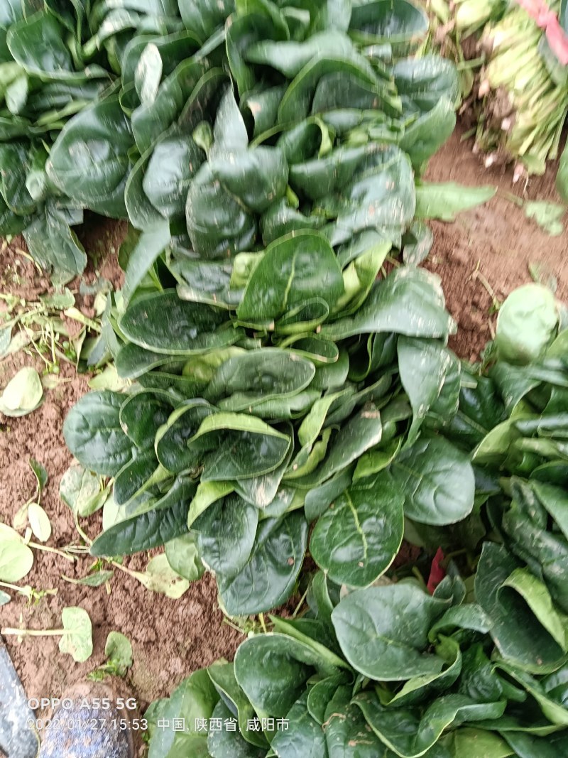 菠菜