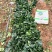 菠菜