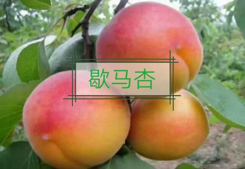 预售东北耐寒果树苗，保纯度，保质量，无毒无菌，全国发货