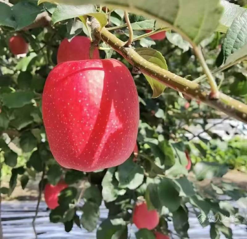 预售东北耐寒果树苗，保纯度，保质量，无毒无菌，全国发货