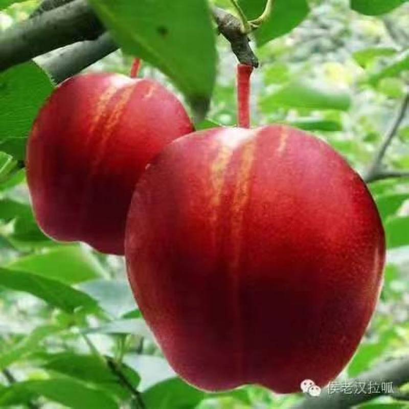 预售东北耐寒果树苗，保纯度，保质量，无毒无菌，全国发货