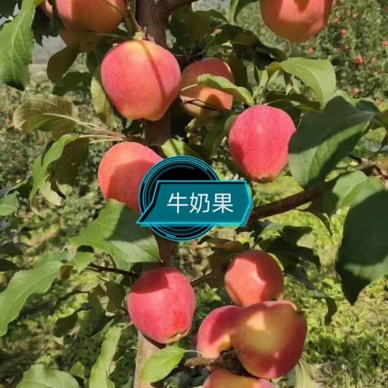预售东北耐寒果树苗，保纯度，保质量，无毒无菌，全国发货