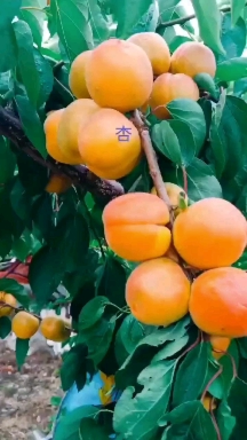 预售东北耐寒果树苗，保纯度，保质量，无毒无菌，全国发货