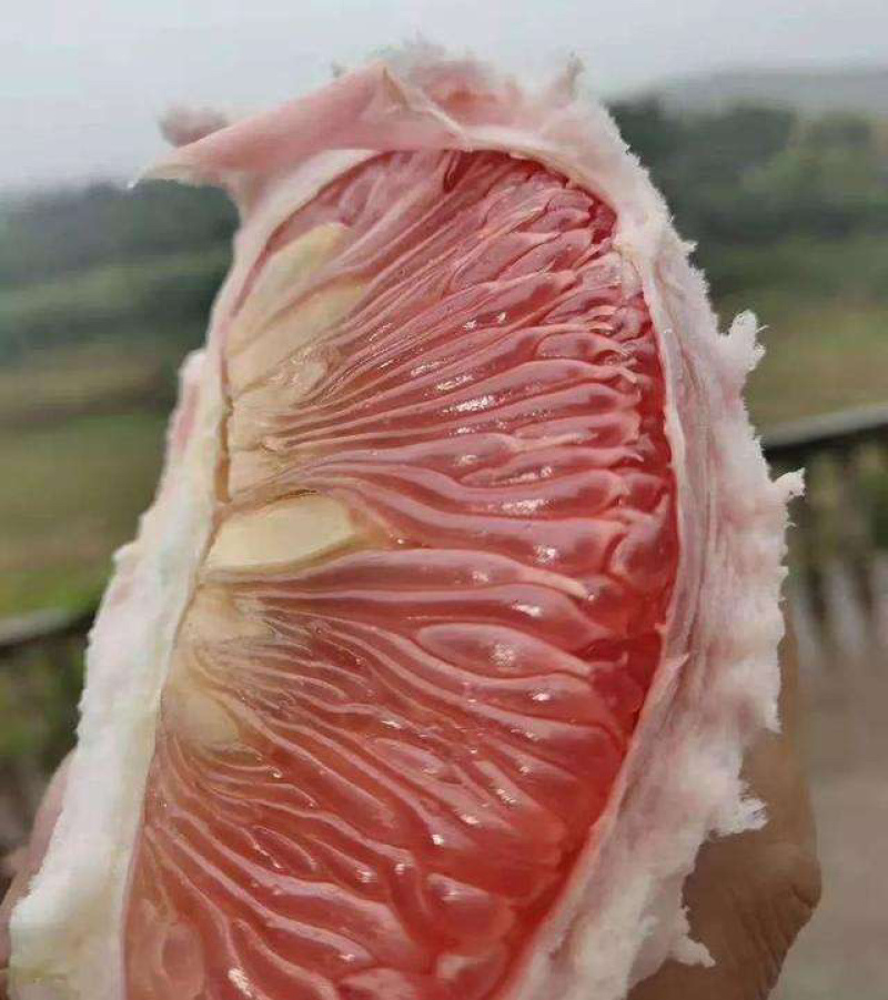 江西特产红心柚子苗蜜柚马家柚水果树苗中晚熟高产量基地直发