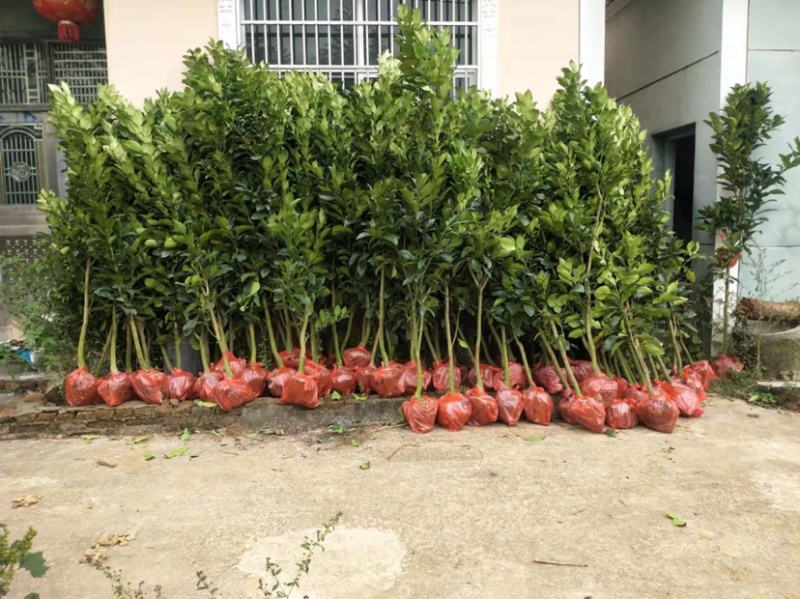 江西特产红心柚子苗蜜柚马家柚水果树苗中晚熟高产量基地直发