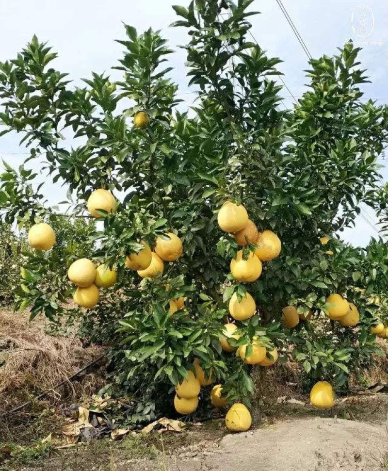 江西特产红心柚子苗蜜柚马家柚水果树苗中晚熟高产量基地直发