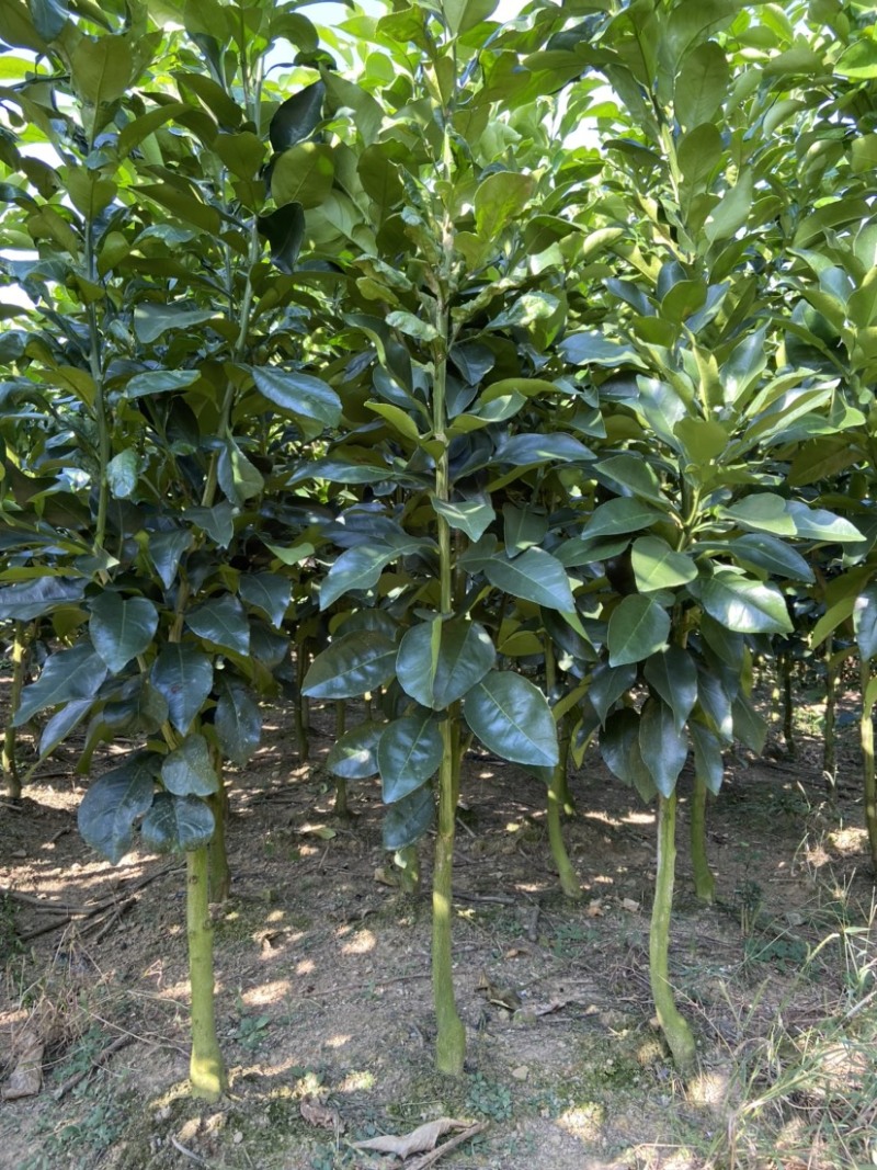 江西特产红心柚子苗蜜柚马家柚水果树苗中晚熟高产量基地直发