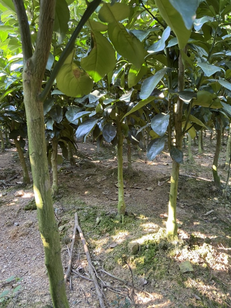 江西特产红心柚子苗蜜柚马家柚水果树苗中晚熟高产量基地直发