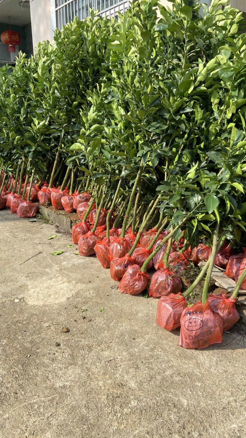 江西特产红心柚子苗蜜柚马家柚水果树苗中晚熟高产量基地直发