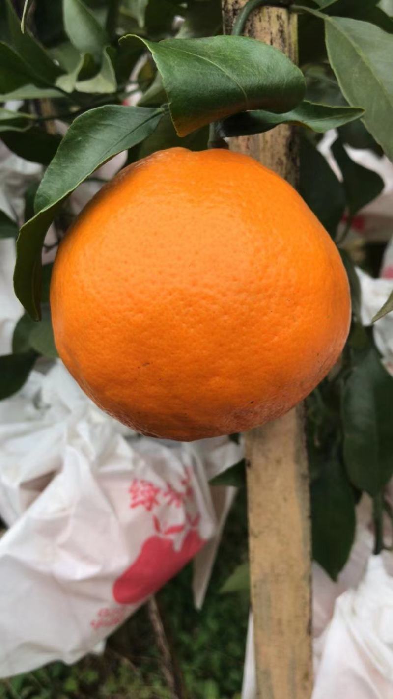 春见（耙耙柑）眉山耙耙柑大量持续出货中