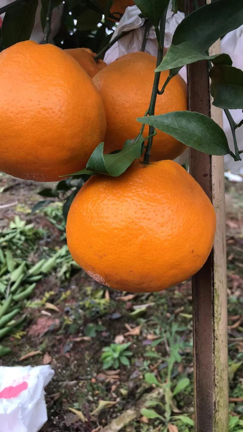 眉山丑橘不知火不知火柑橘