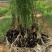 康爱草6号F1芦笋苗火爆大卖中，现挖现发，成活率高