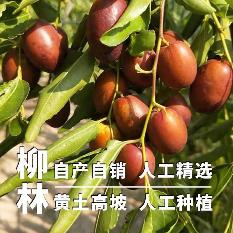 红枣批发整箱吕梁黄河滩枣山西大红枣熬粥粽子干枣零食包邮