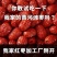 红枣批发整箱吕梁黄河滩枣山西大红枣熬粥粽子干枣零食包邮