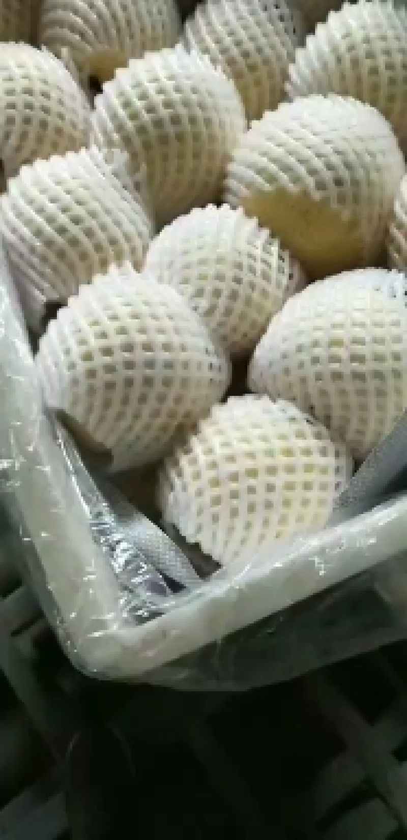 陕西省蒲城县万亩优质酥梨进入成熟采摘期，质量保证价格合理