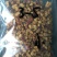 红枣丁5斤红枣碎加工零食熟食金丝小枣丁新疆红枣丁包邮