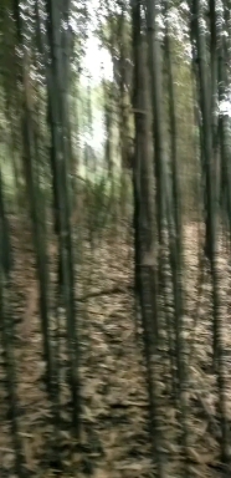 河南濮阳范县大棚竹竿！从两米到十二米