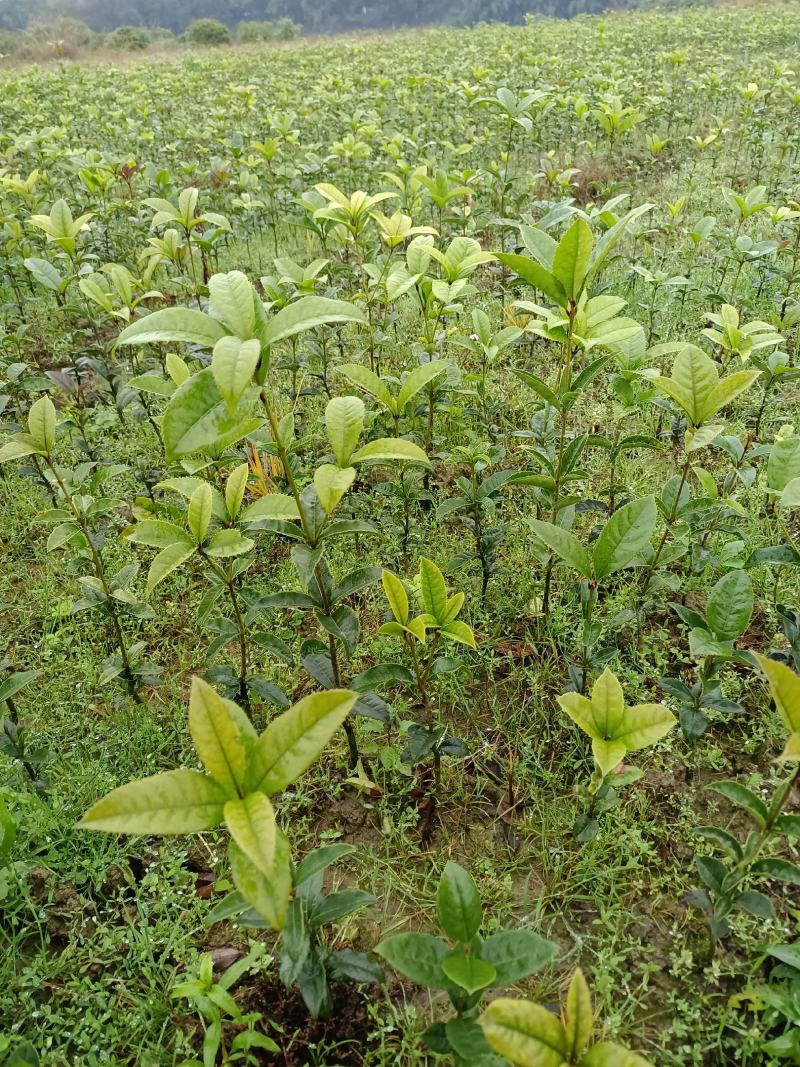 桂花苗