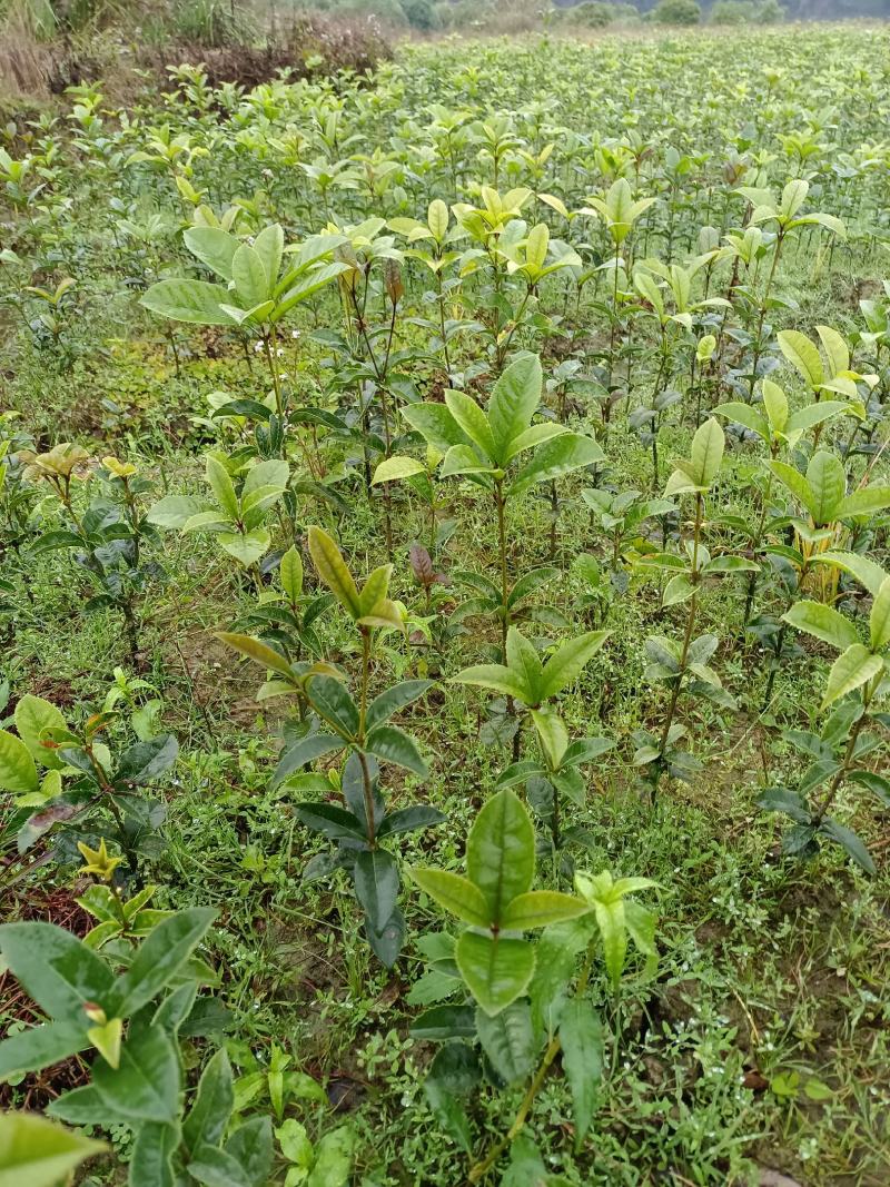 桂花苗