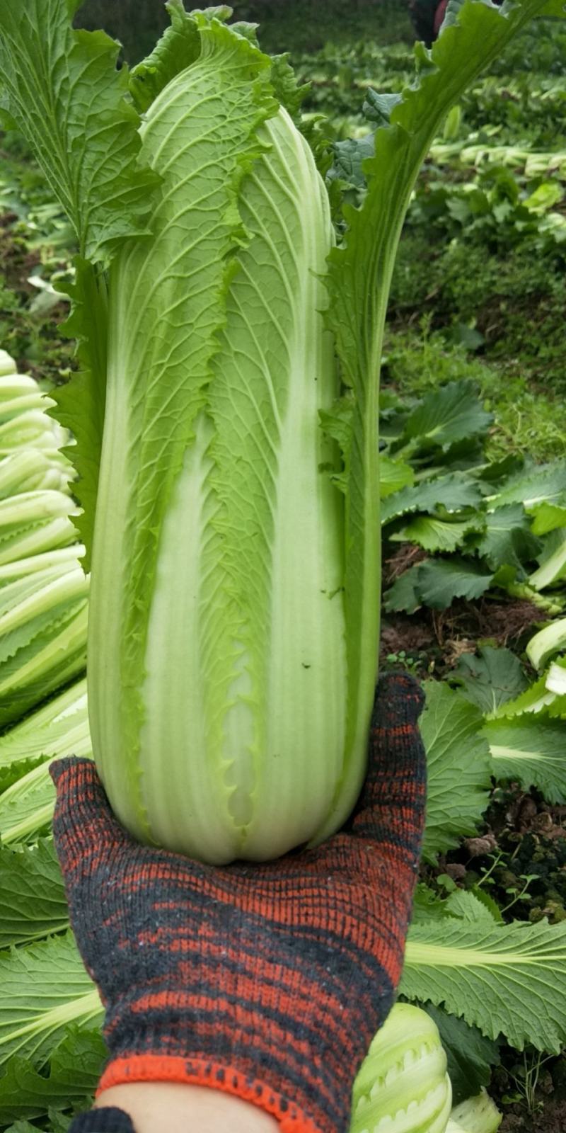 龙芽菜