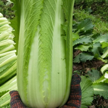 龙芽菜