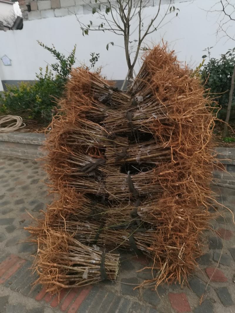 湖北省黄桃树苗金灿，金奎黄桃树苗规格大小齐全基地直销