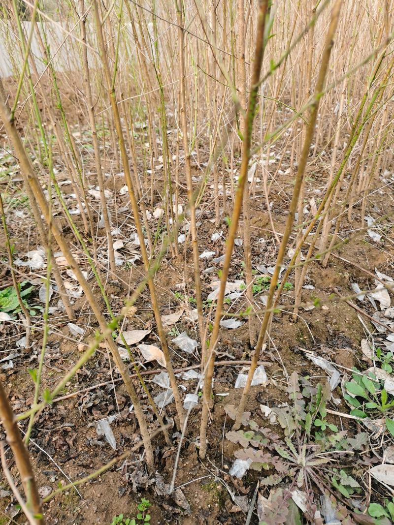 湖北省黄桃树苗金灿，金奎黄桃树苗规格大小齐全基地直销