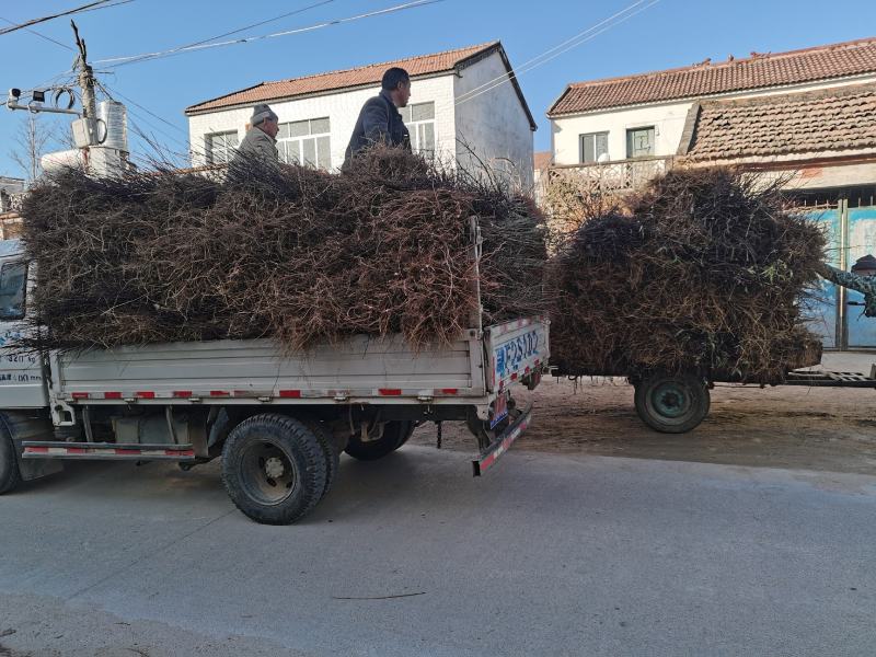 湖北省黄桃树苗金灿，金奎黄桃树苗规格大小齐全基地直销