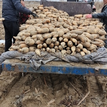 精品泥藕需要快点联系马上工人回家过年