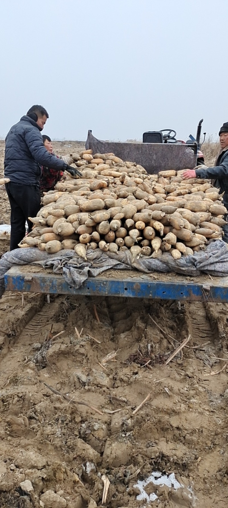 精品泥藕需要快点联系马上工人回家过年