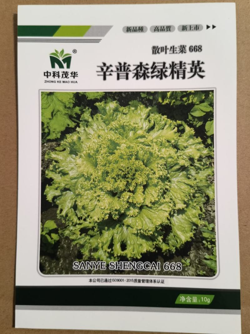 辛普森绿精英668散生生菜种子，耐热耐抽苔，黄绿色大叶