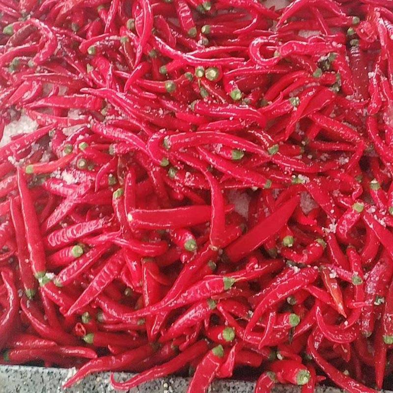 同乐金红高产优质鲜食腌渍椒泡椒高产辣椒种子10克包邮
