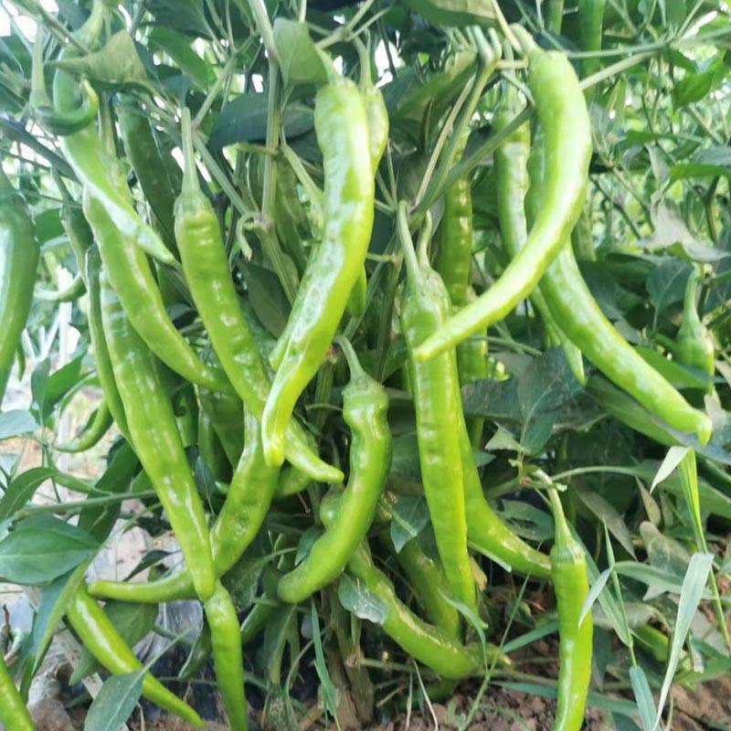 同乐金红高产优质鲜食腌渍椒泡椒高产辣椒种子10克包邮