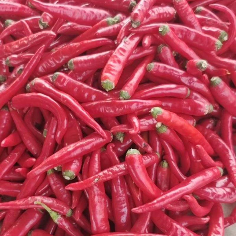 同乐金红高产优质鲜食腌渍椒泡椒高产辣椒种子10克包邮