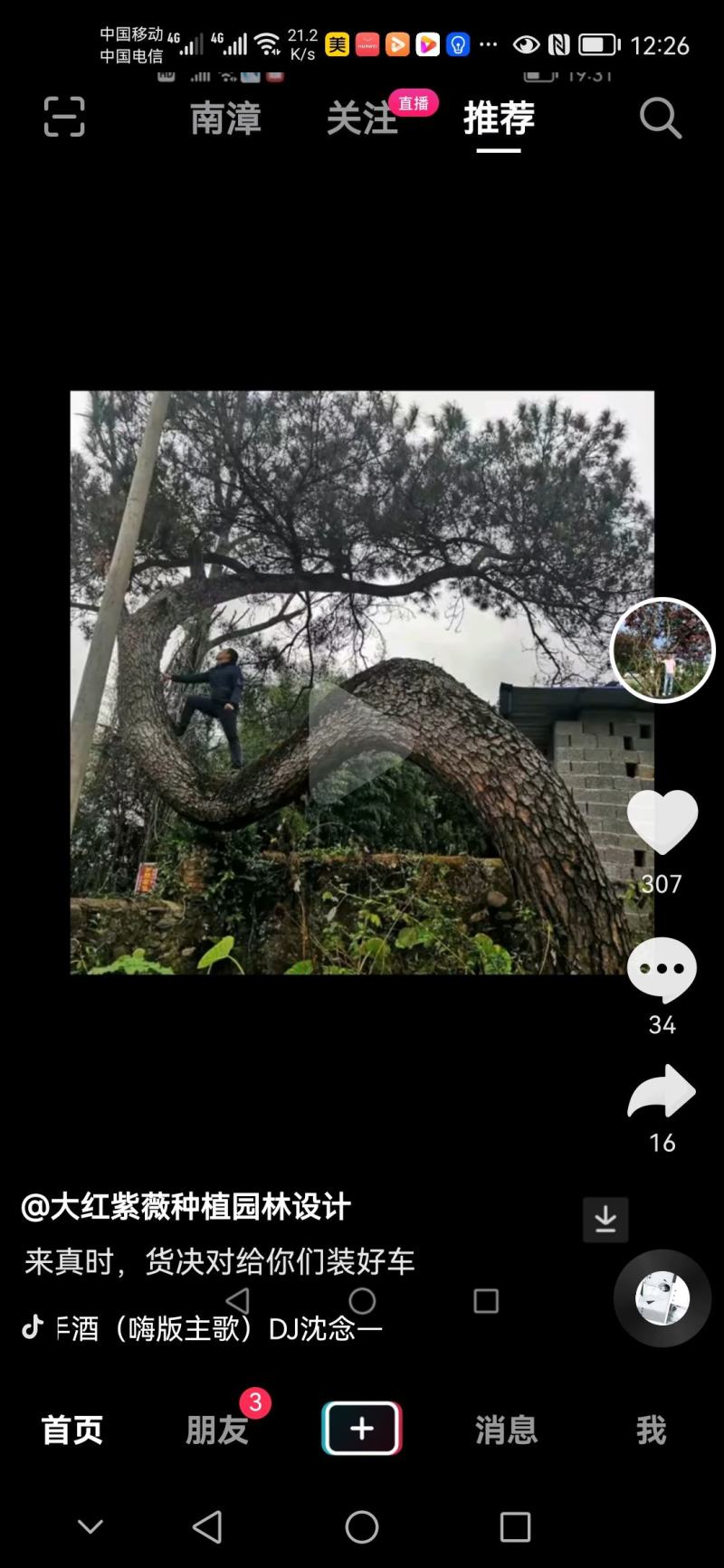 弯弯松