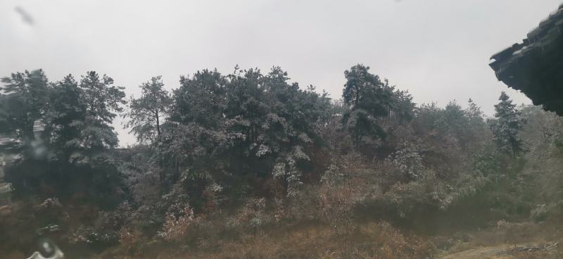 弯弯松