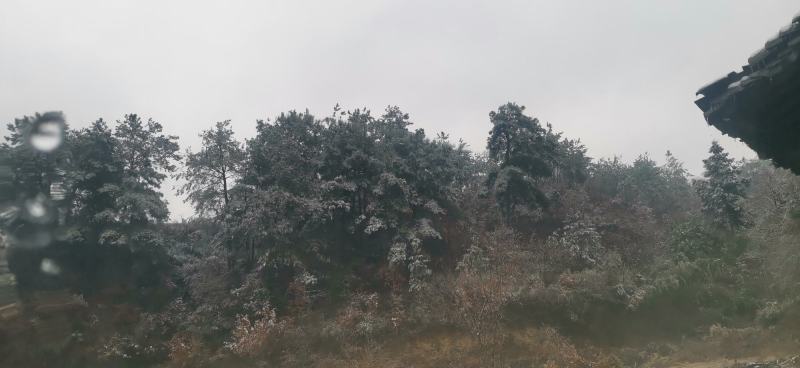 弯弯松