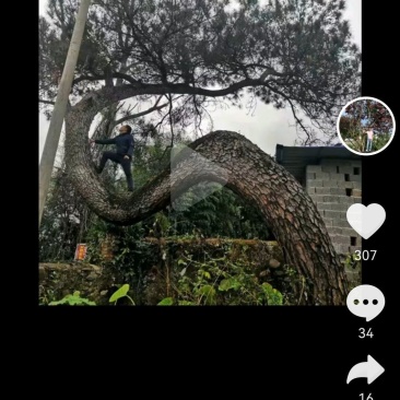 弯弯松