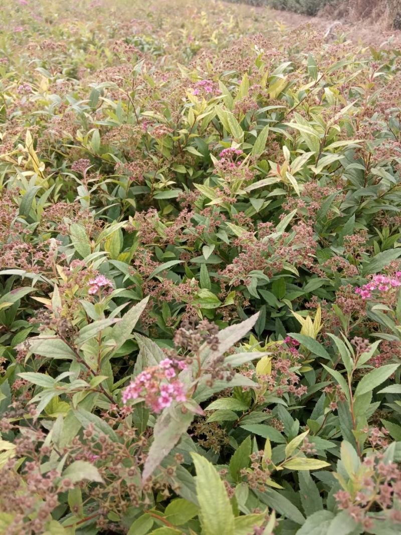 山东青州绣线菊粉色绣线菊（日本绣线菊）一手货源质量保证，