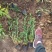 山东青州绣线菊粉色绣线菊(日本绣线菊)一手货源质量保证,