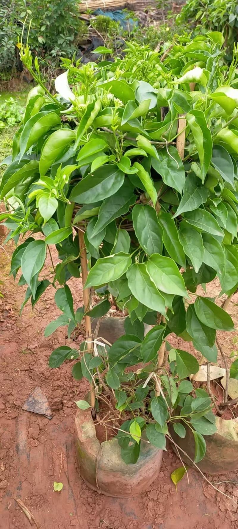 炮仗花云南炮仗花一手货源，炮仗花多种规格，藤本炮仗花