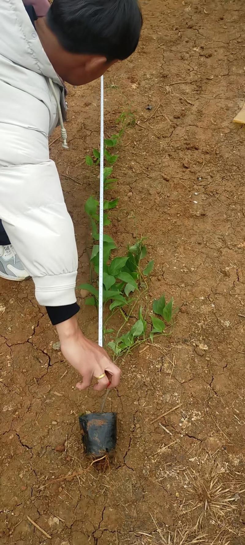 炮仗花云南炮仗花一手货源，炮仗花多种规格，藤本炮仗花